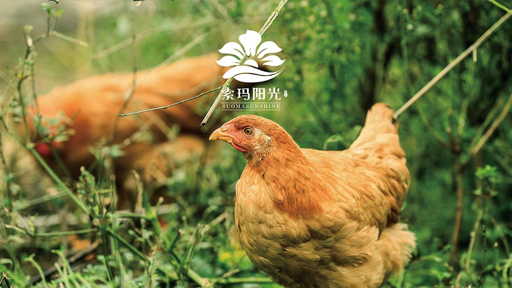 索玛阳光鸡蛋包装设计